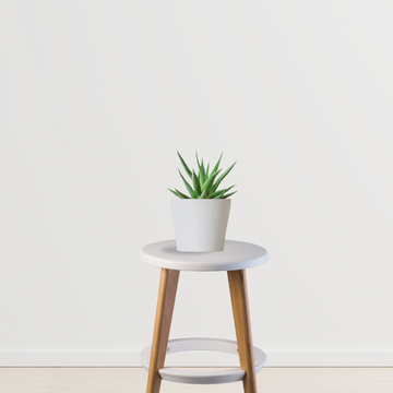 Haworthia air-purifying succulent
